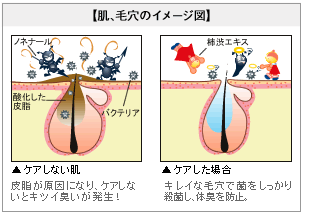 肌、毛穴のイメージ図