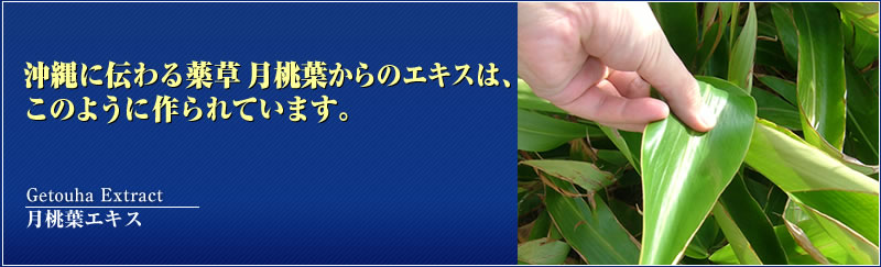 ����ɓ`���� �����t�G�L�X�́A���̂悤�ɍ���Ă��܂��B